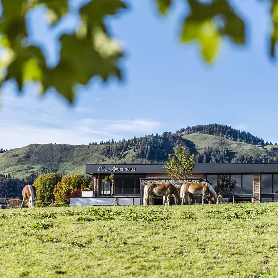 Pferde grasen auf einer Wiese vor einem modernen Gebäude in der hügeligen Landschaft von Tirol.