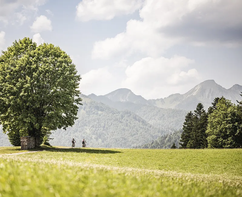 Zwei Radfahrer fahren auf einem Feldweg in einer hügeligen Landschaft mit einem großen Baum in Tirol.