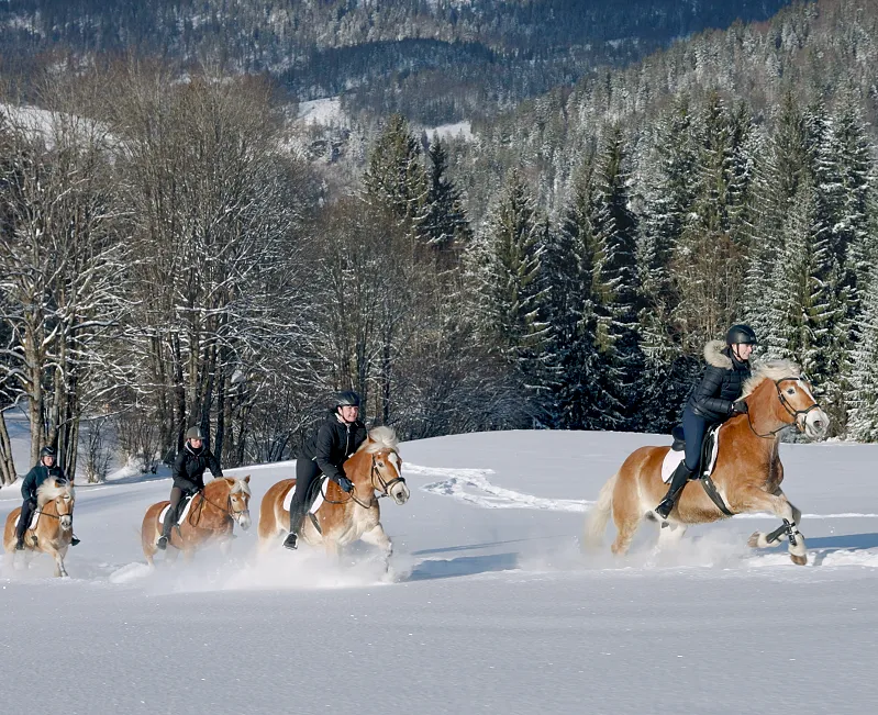 Vier Reiter auf Haflingern galoppieren durch verschneite Landschaft vor einem Nadelwald, winterliche Umgebung.