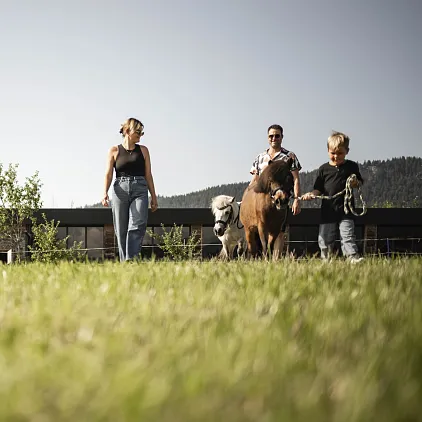 Erwachsene und Kind führen zwei Ponys auf einer Wiese bei Sonnenschein.