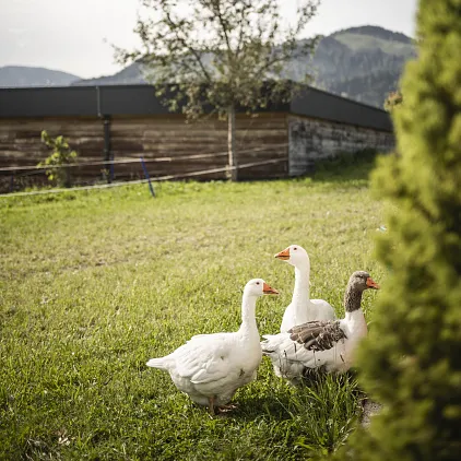 Drei Gänse stehen auf einer Wiese vor einem Holzzaun in alpiner Landschaft.