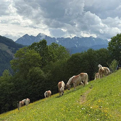 Gruppe brauner Pferde auf einer grünen Bergwiese vor bewaldeten Hügeln und teils bewölktem Himmel in Tirol.