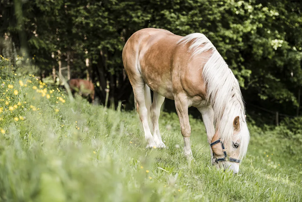 Haflinger