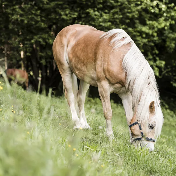 Haflinger