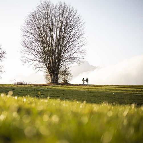 Zwei Personen spazieren auf einer Wiese in Tirol, neben einem großen kahlen Baum, mit Bergen im Hintergrund.